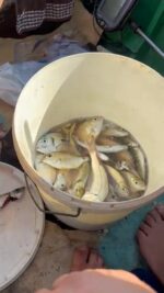 video-7f91d29ddcde250af465acf7f5f9f6ef-V