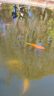 video-1da32dd46362bf6e3d2f8e147c9d6117-V