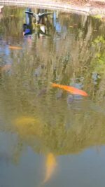 video-1da32dd46362bf6e3d2f8e147c9d6117-V