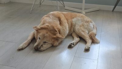 video-cedd3107a41ec88077d38d6d892e0cb1-V