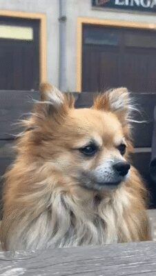 inbound2052733330811876290