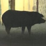 Profile photo of Arrascottu